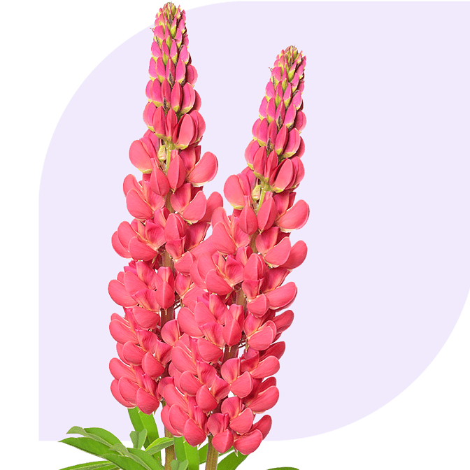 Bloemen bezorgen Geertruidenberg