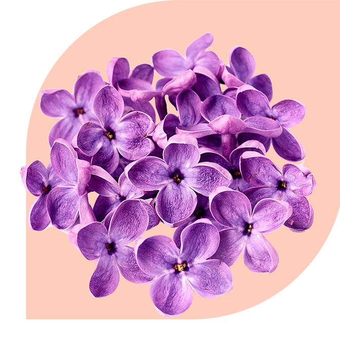 Bloemen Bezorgen Nieuw-Beijerland