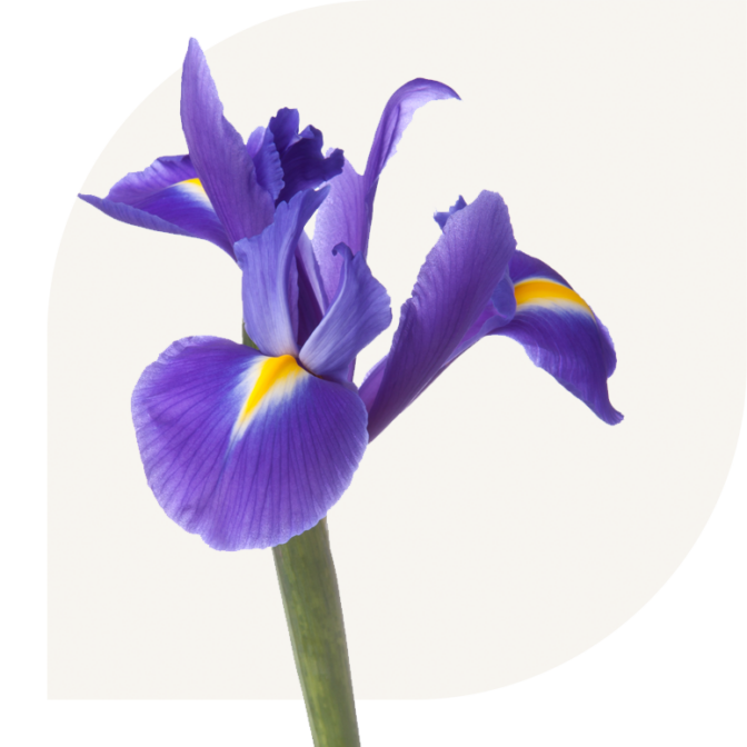 Bloemen Bezorgen Klijndijk