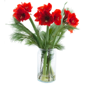 red amarylis in vase