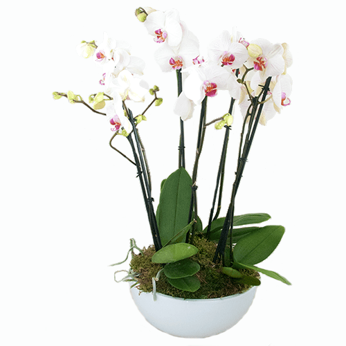 Witte Phalaenopsis in schaal