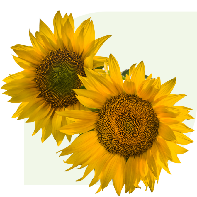caterorie zonnebloemen boeket