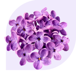 zomerbloemen top 10 hortensia