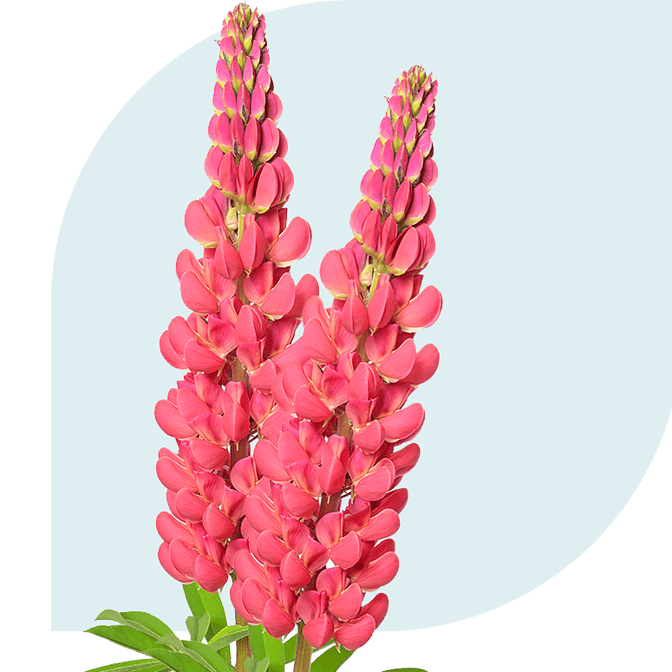Bloemen bezorgen Zuidland