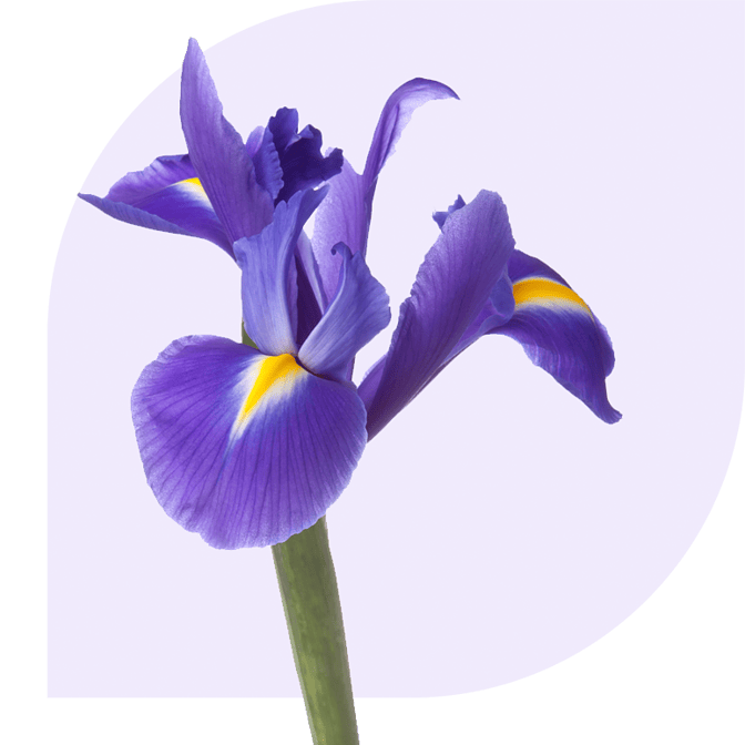 Bloemen bezorgen Zuidhorn